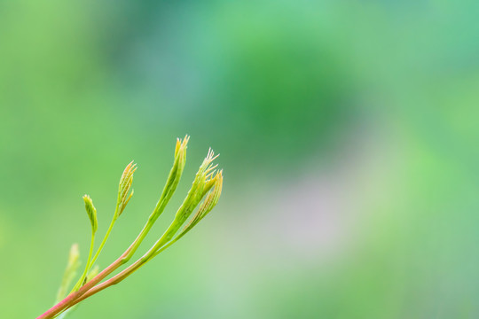 嫩绿的新芽