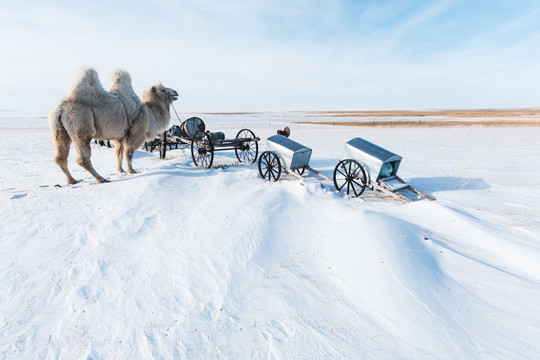 雪原草原骆驼勒勒车