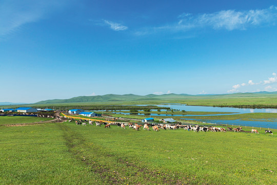 河流湿地草原牧场牛群蓝天白云