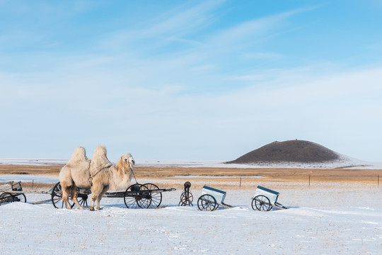 冬季草原骆驼勒勒车
