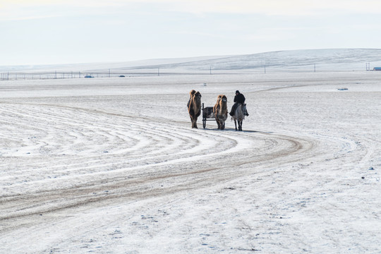 冬季雪原骑马骆驼