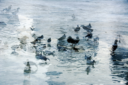 冬天湖面上的鸭子