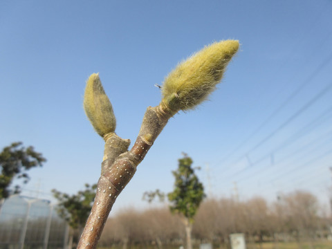 玉兰花花苞