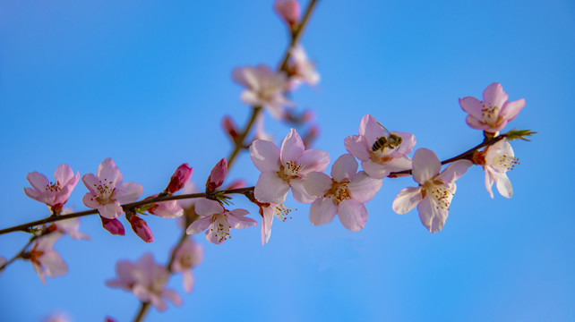 桃花