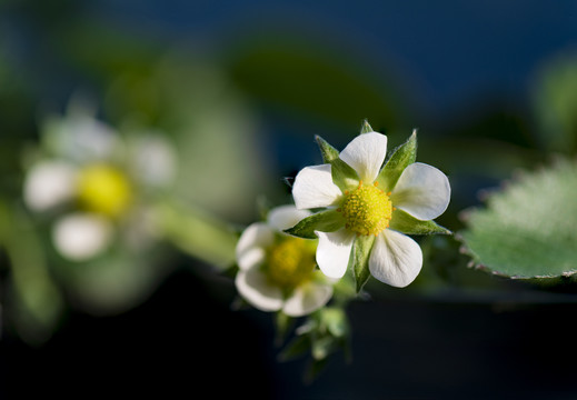 草莓开花