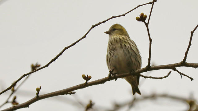 小黄鸟