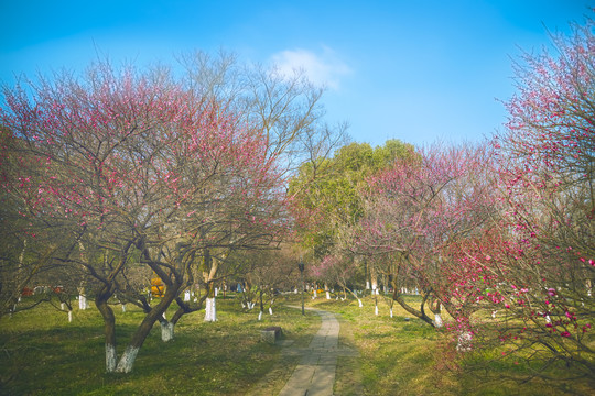 西溪湿地红梅花