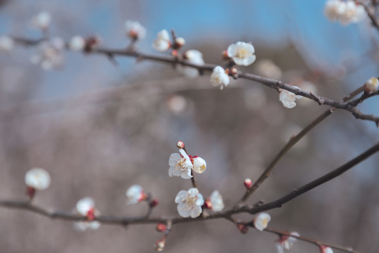 西溪湿地梅花开