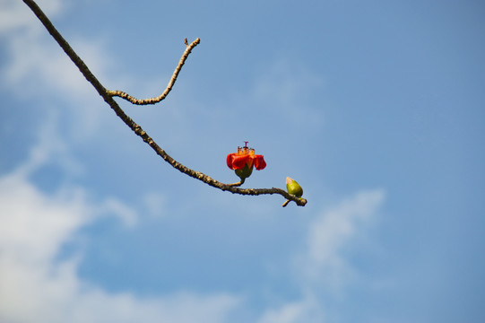 海南木棉花