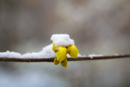 雪中腊梅