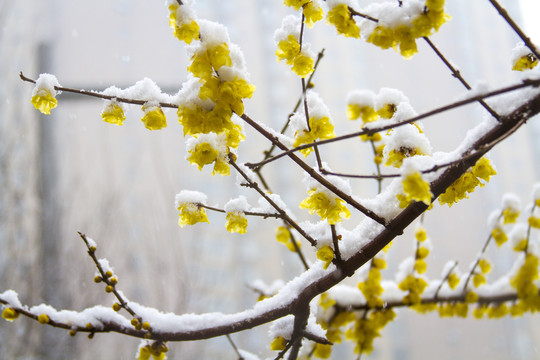 雪中腊梅