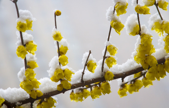 雪中腊梅