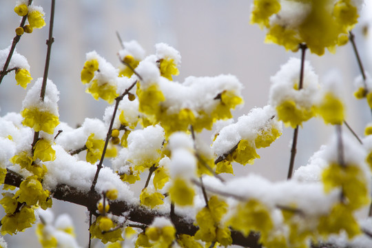 雪中腊梅