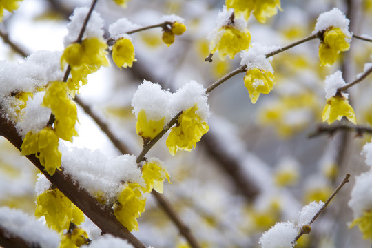 雪中腊梅