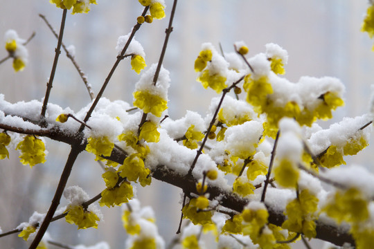 雪中腊梅