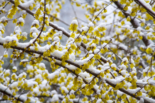 雪中腊梅