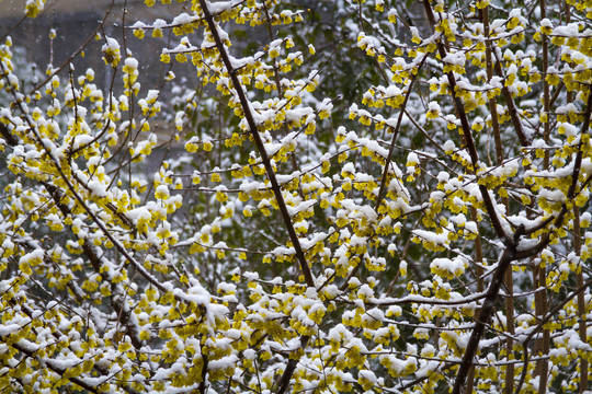 雪中腊梅