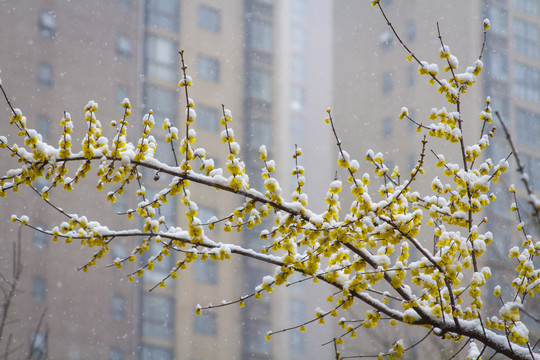 雪中腊梅