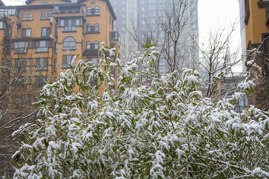 雪景