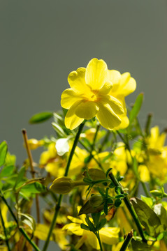 迎春花特写