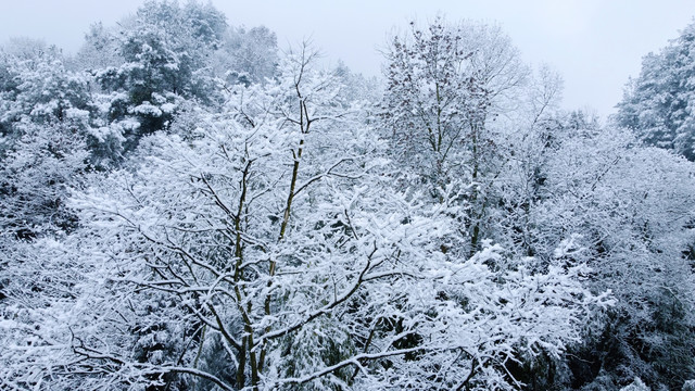 雪树银花