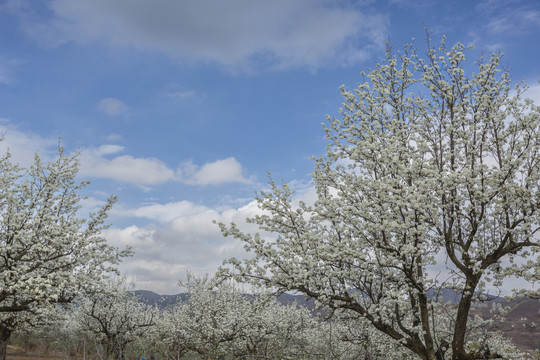 梨花盛开蓝天白云