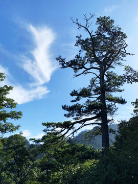 大别山白马尖