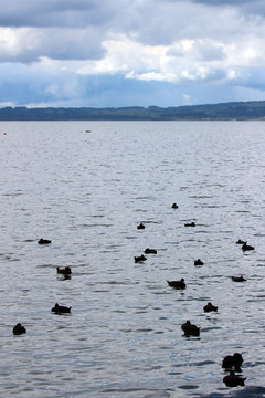 鸭子湖