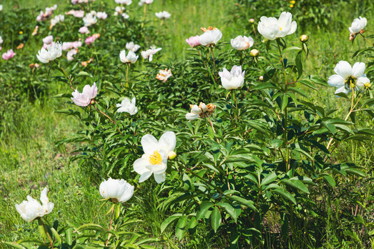 野生芍药花