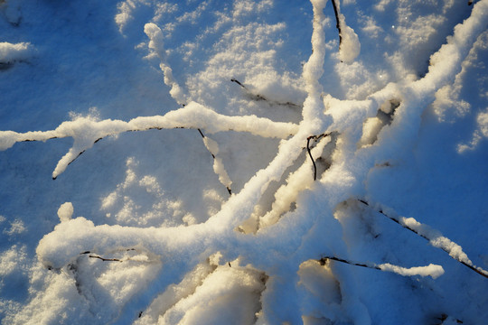 白雪树枝阳光