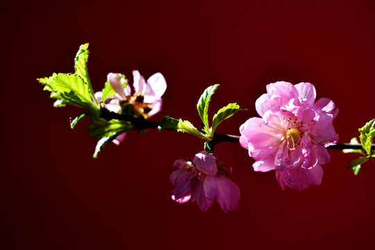 桃花花瓣