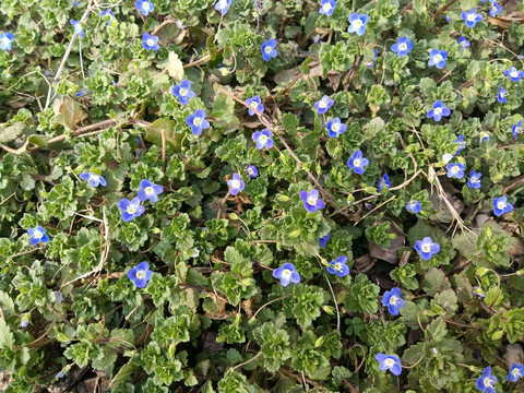 婆婆纳花