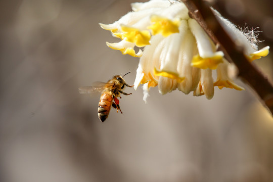 蜜蜂