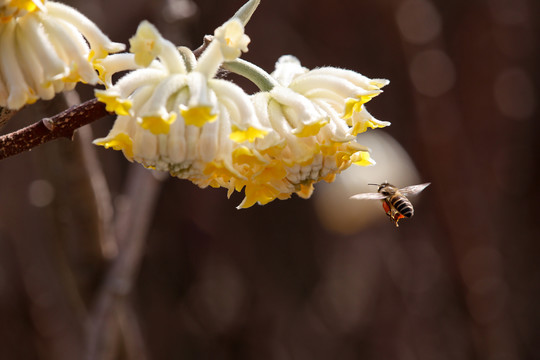 蜜蜂