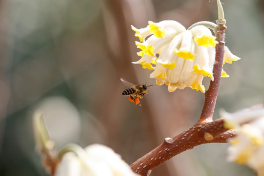 蜜蜂