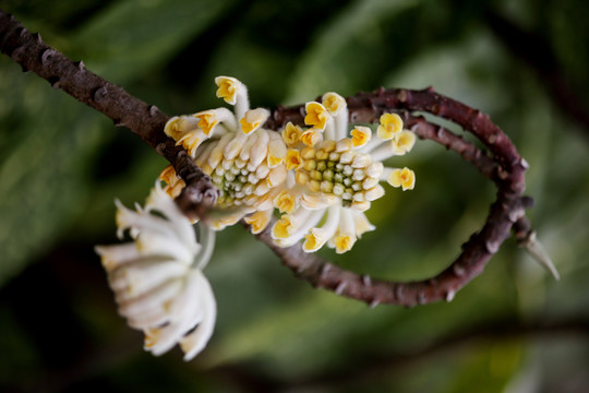 结香花