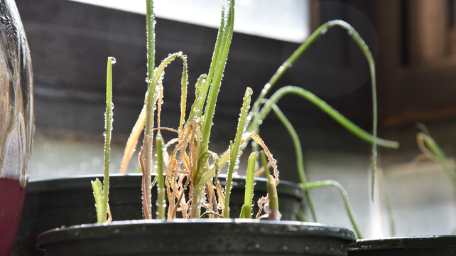 露水蒜苗