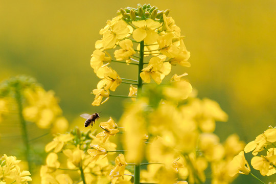 蜜蜂油菜花昆虫乡村春天