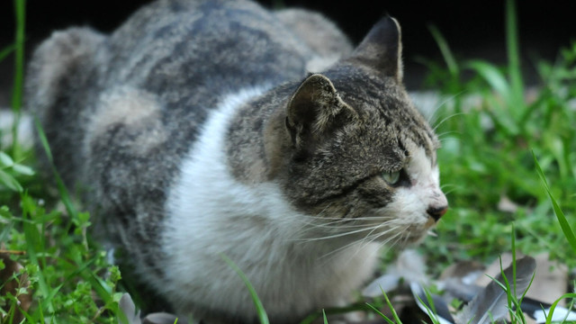 花猫