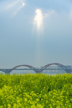 长沙湘府南路的油菜花