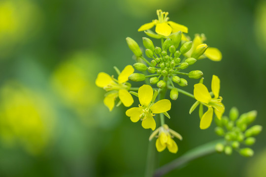 长沙湘府南路的油菜花