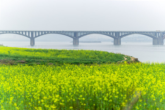 长沙湘府南路的油菜花