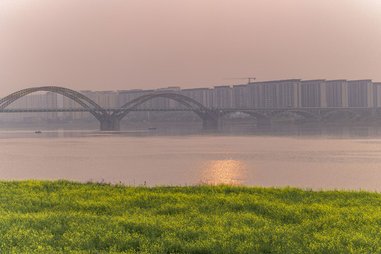 长沙湘府南路的油菜花