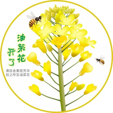 油菜花