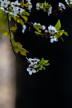 紫叶李