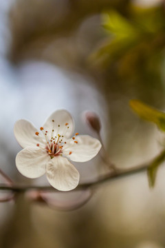 紫叶李