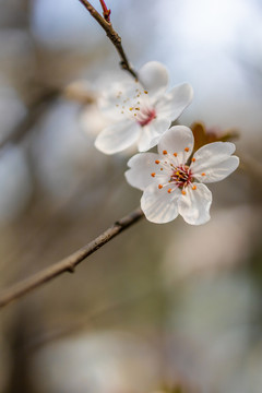 紫叶李