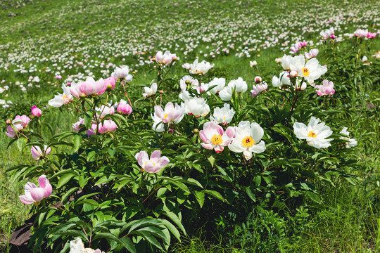 山坡野生芍药花