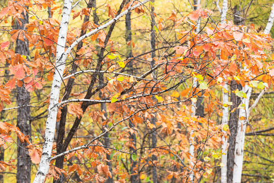 秋季多彩桦树林