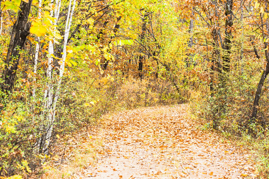 秋季落叶森林小路